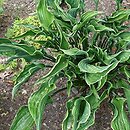 Hosta Praying Hands