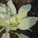 Hosta White Feather