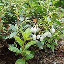 Gaultheria procumbens Indian Summer