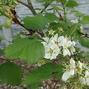 Crataegus holmesiana (głóg nietypowy)