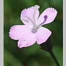 znalezisko 20140608.8.js - Dianthus subacaulis (goździk niskołodygowy); OB Uniw. Wrocławskiego