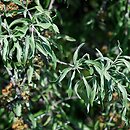 znalezisko 20120501.107.js - Pyrus salicifolia ‘Pendula’; Arboretum Wojsławice
