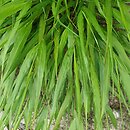 Hakonechloa macra MG