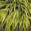 Hakonechloa macra Sunflare