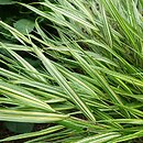 Hakonechloa macra Sunny Delight