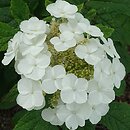 Hydrangea quercifolia Applause