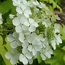 Hydrangea quercifolia Little Honey