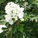 Hydrangea quercifolia Ruby Slippers