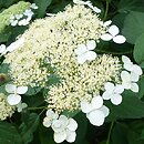 Hydrangea cinerea