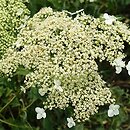 Hydrangea arborescens Emerald Lace