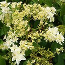 Hydrangea arborescens Hayes Starburst