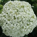 Hydrangea arborescens Strong Annabelle