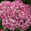 Hydrangea arborescens Sweet Annabelle