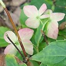 Hydrangea petiolaris Mine-no-yuki