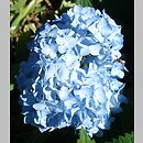 Hydrangea macrophylla Bonquet Rose