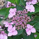 Hydrangea serrata Koreana