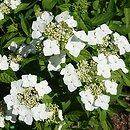 Hydrangea serrata Shiro-gaku