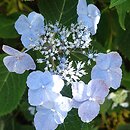 Hydrangea serrata Veerle