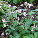 Hydrangea alternifolia (hortensja skrętolistna)