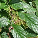 Cotoneaster hsingshangensis (irga środkowochińska)