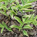 Uvularia sessilifolia (jagodowiec bezogonkowy)