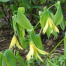 Uvularia grandiflora Variegata