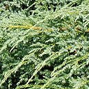 Juniperus squamata (jałowiec łuskowaty)