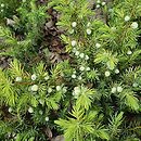 Juniperus rigida var. conferta All Gold