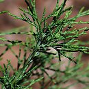 Juniperus pseudosabina (jałowiec nibysabiński)