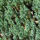 Juniperus horizontalis Grey Pearl