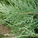 Juniperus horizontalis Hughes