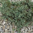 Juniperus horizontalis Winter Dream