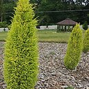 Juniperus communis Sentinel Gold