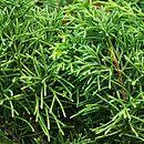 Juniperus Ã—pfitzeriana Pfitzeriana Aurea