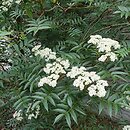 Sorbus commixta Carmencita