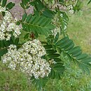 Sorbus discolor (jarzębina dwubarwna)