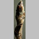 znalezisko 20050313.6.js - Sorbus aucuparia (jarząb pospolity); okolice Wlenia, Pogórze Kaczawskie