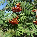 Sorbus Krasnaja Krupnaja