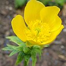 Ranunculus gaurii (jaskier Gaura)