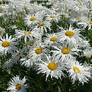 Leucanthemum maximum Zygmunt Hellwig