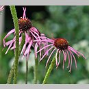 znalezisko 20150625.23.js - Echinacea pallida (jeżówka blada); Arboretum Wojsławice