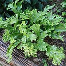 Asplenium scolopendrium Ramosa Cristata