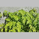 znalezisko 20170730.15.js - Rubus cockburnianus (jeżyna białopędowa); Arboretum Wojsławice