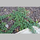 znalezisko 20200829.12.js - Rubus rolfei (jeżyna płożąca); Arboretum Wojsławice