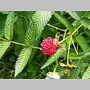 znalezisko 20050701.17.js - Rubus idaeus (malina właściwa); Wleń, ogród