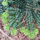 Abies balsamea Brillant