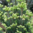 Abies alba Fastigiata