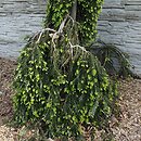 Abies alba Pendula