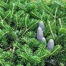 Abies koreana Wojslaw