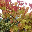 Cercis canadensis Eternal Flame